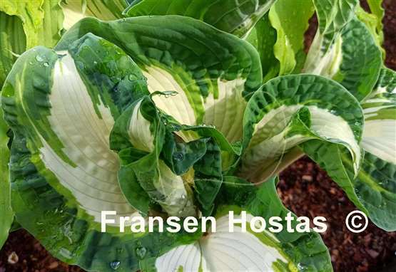 Hosta Hans